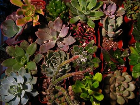 The Best Indoor Plants - Succulents