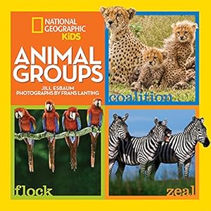Animal Groups