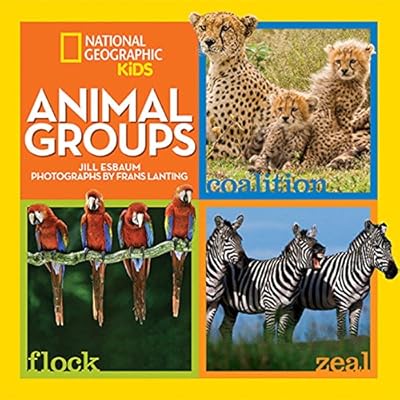 Animal Groups
