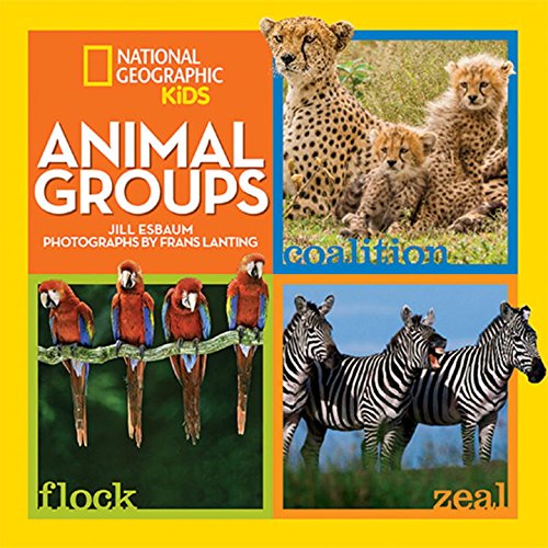 Animal Groups by Jill Esbaum