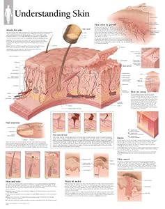 Understanding Skin chart: Wall Chart
