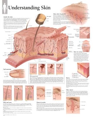 Understanding Skin chart: Wall Chart
