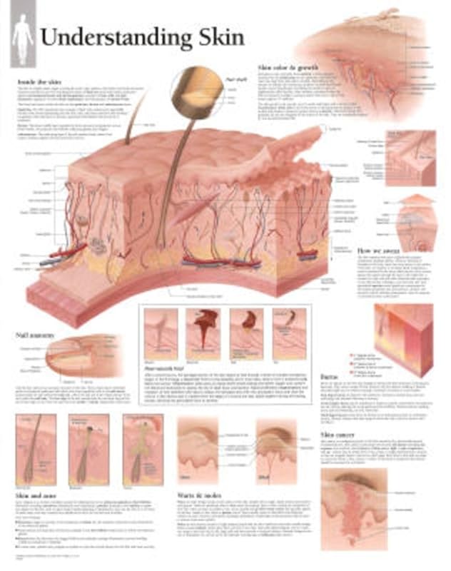 Understanding Skin chart: Wall Chart by Scientific Publishing Scientific Publishing