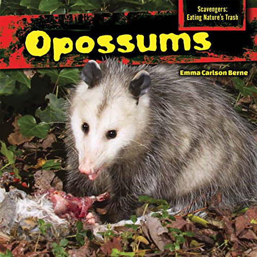 Opossums by Emma Carlson Berne