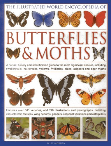 The Illustrated World Encyclopedia of Butterflies and Moths: A Natural History and Identification Guide by Sally Morgan