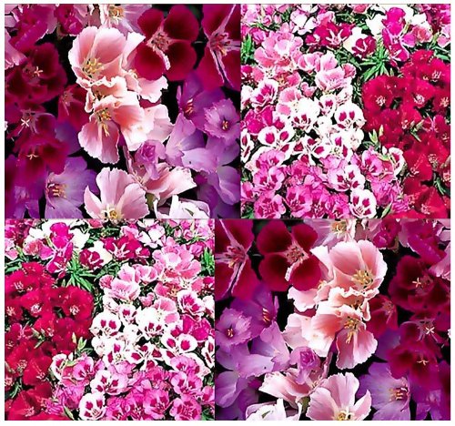 

4,000 CLARKIA GODETIA AZALEA DOUBLE MIX Flower Seeds Clarkia amoena 12-24"