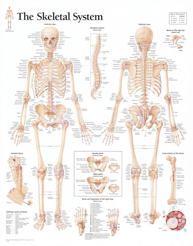 The Skeletal System chart: Laminated Wall Chart by Scientific Publishing Scientific Publishing