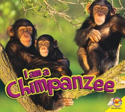 Chimpanzee