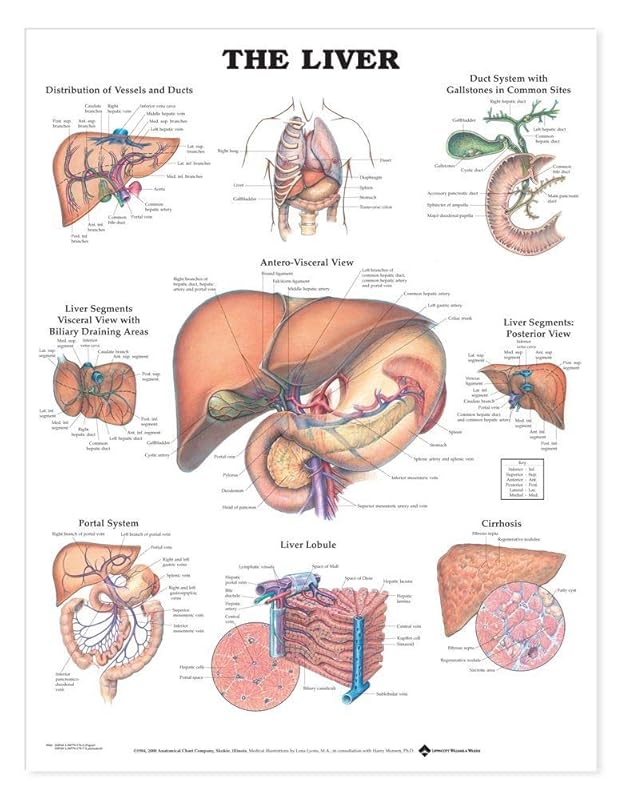 The Liver Chart by Anatomical Chart