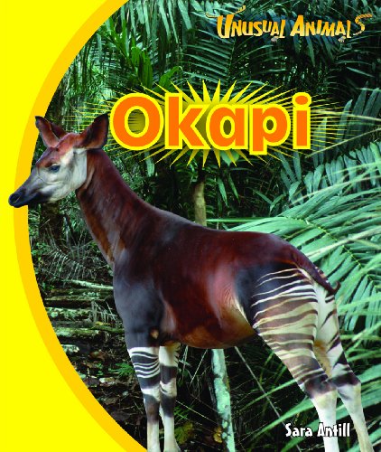 Okapi by Sara Antill