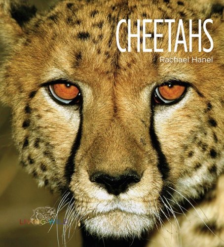 Cheetahs by Rachael Hanel