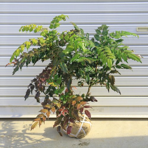 庭木:柊南天(ヒイラギナンテン) h:50㎝,国外代购,日本商品代购,最为