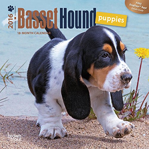 Basset Hound Puppies - 2016 Mini Wall Calendar 7 x 7in