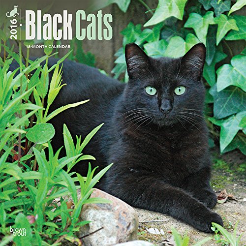 Black Cats - 2016 Calendar 12 x 12in