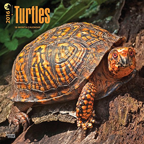 Turtles - 2016 Calendar 12 x 12in
