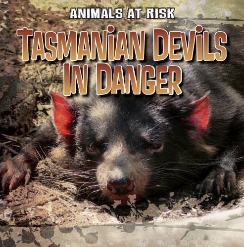 Tasmanian Devils in Danger by Michael Portman