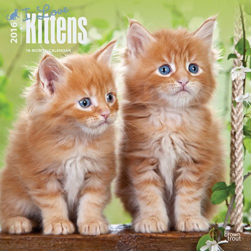 I Love Kittens 2016 Wall Calendar