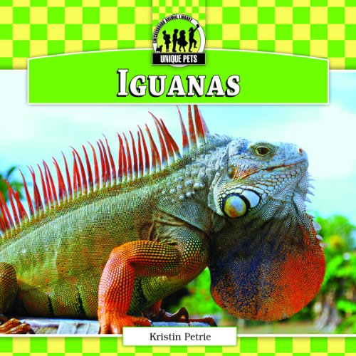 Iguanas by Kristin Petrie
