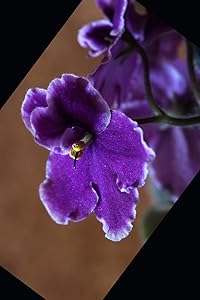 My February 2020 Birthday: Violets, Amethysts & Valentines Sweethearts! by S L Crawford