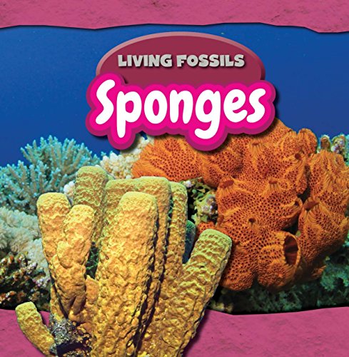 Sponges by Ryan Nagelhout