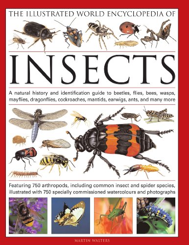 The Illustrated World Encyclopedia of Insects: A natural history and identification guide to beetles, flies, bees wasps, springtails, mayflies, ... crickets, bugs, grasshoppers, fleas, spide by Martin Walters