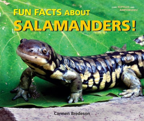 Fun Facts About Salamanders! (I Like Reptiles and Amphibians!) by Carmen Bredeson