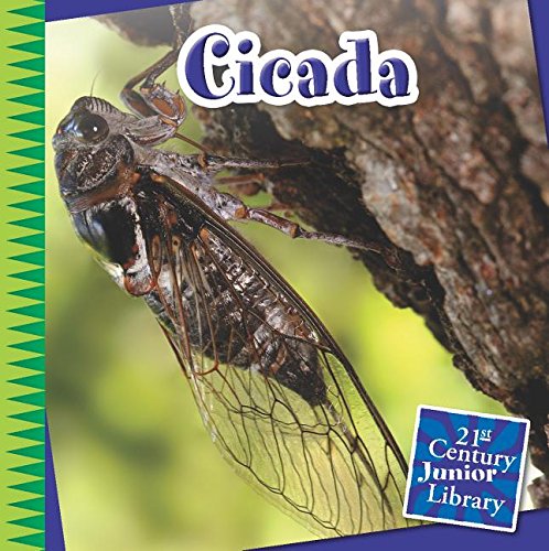Cicada by Michael Shoulders