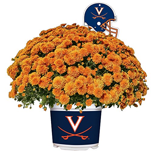 Algopix Similar Product 10 - Sporticulture Virginia Cavaliers Color