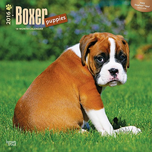 Boxer Puppies 2016 Wall Calendar