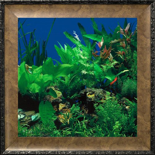 

AquaVista AV500SBALE Wall-Mounted Aquarium AV 500 Seaweed Background with Leo Frame