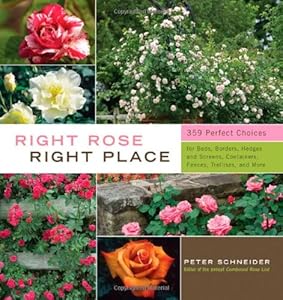 Right Rose, Right Place