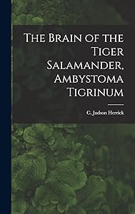 The Brain of the Tiger Salamander, Ambystoma Tigrinum by C Judson 1868-1960 Herrick