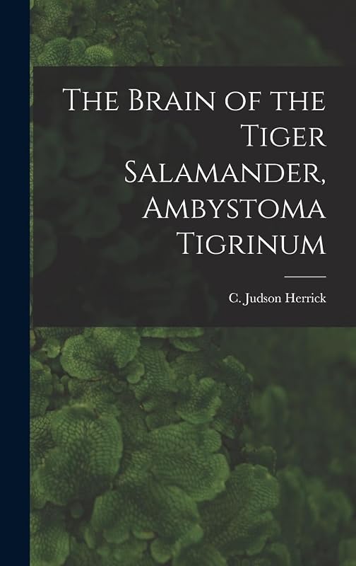 The Brain of the Tiger Salamander, Ambystoma Tigrinum by C Judson 1868-1960 Herrick