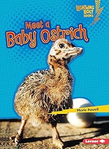 Meet a Baby Ostrich