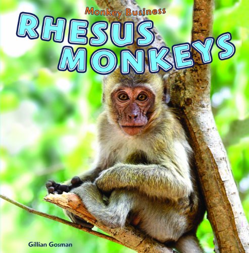 Rhesus Monkeys by Gillian Gosman