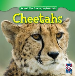Cheetahs