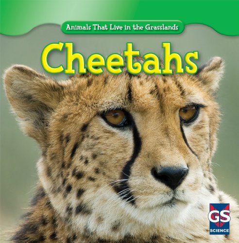 Cheetahs by Ethan Grucella