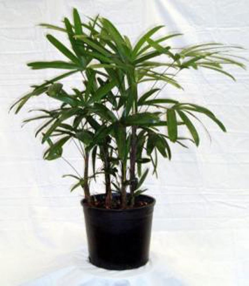 Palm Plants--Lady Palm Tree - Rhapis Excelsa