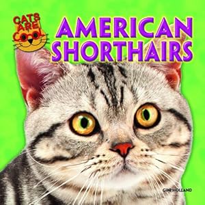 American Shorthairs