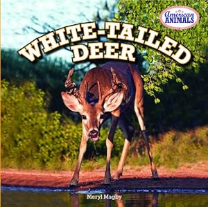 White-Tailed Deer