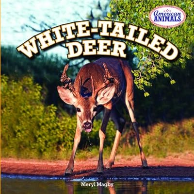 White-Tailed Deer