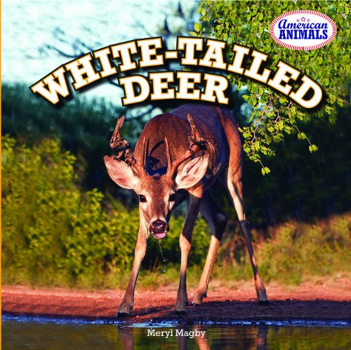 White-Tailed Deer by Meryl Magby