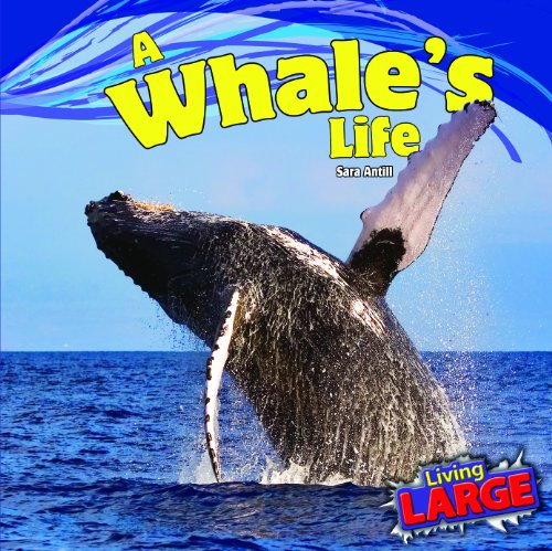 A Whale's Life by Sara Antill