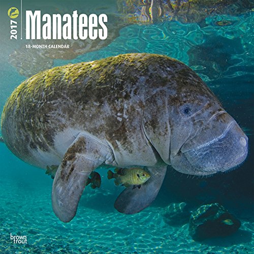 Manatees - 2017 Calendar 12 x 12in