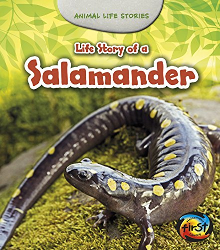 Life Story of a Salamander by Charlotte Guillain