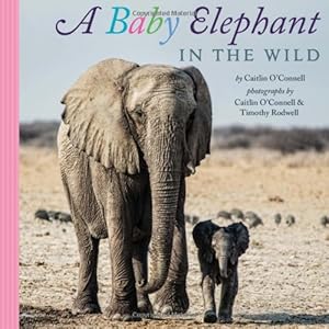 A Baby Elephant in the Wild