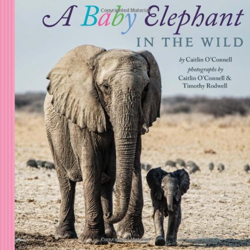 A Baby Elephant in the Wild by Caitlin O'Connell