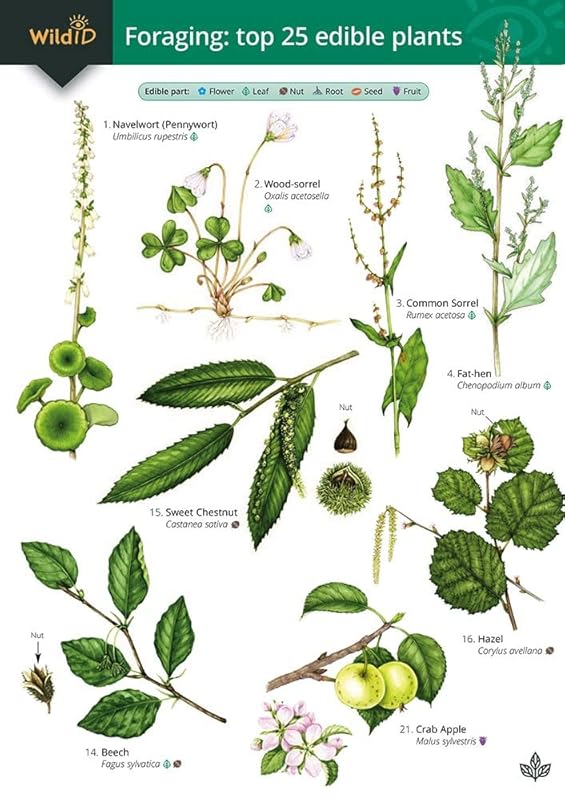 Guide to Foraging: Top 25 Edible Plants by Clare Cremona