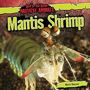 Mantis Shrimp