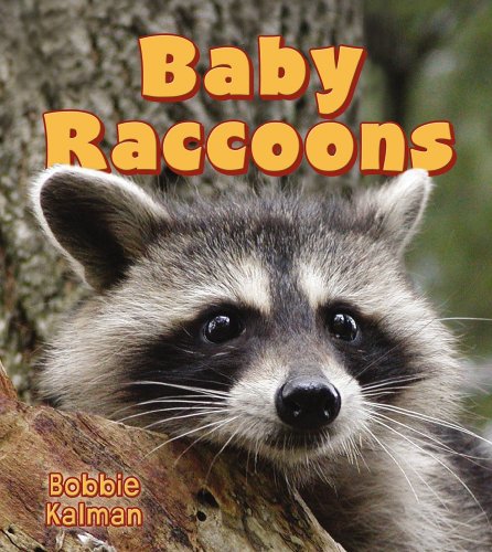 Baby Raccoons (It's Fun to Learn about Baby Animals) by Bobbie Kalman